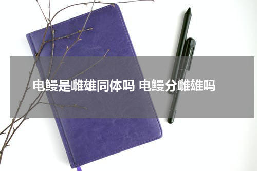 电鳗是雌雄同体吗 电鳗分雌雄吗
