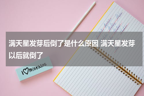 满天星发芽后倒了是什么原因 满天星发芽以后就倒了