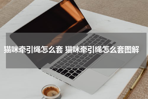 猫咪牵引绳怎么套 猫咪牵引绳怎么套图解