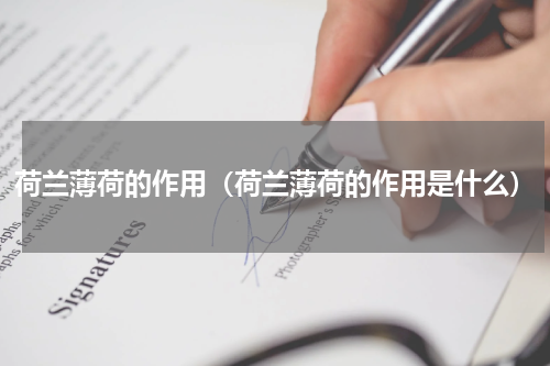 荷兰薄荷的作用(荷兰薄荷的作用是什么)
