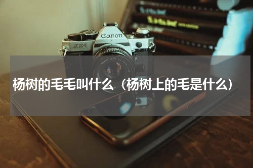 杨树的毛毛叫什么(杨树上的毛是什么)