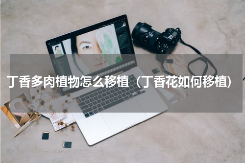 丁香多肉植物怎么移植（丁香花如何移植）