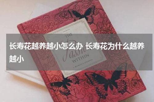 长寿花越养越小怎么办 长寿花为什么越养越小